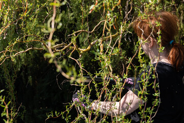 Red-haired woman cuts off thick branches of weeping willow during spring cleaning on the holiday plot.