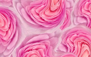 Floral  pink  background..  Flower petals close-up. Nature.