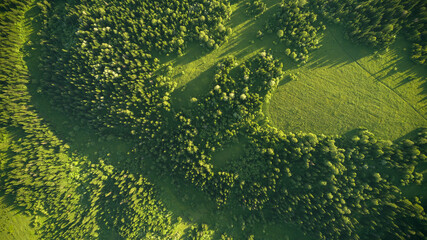 Aerial top: mountain forest, texture of meadow view from above. Drone's Eye - tree green background. high-quality back for design and layout, the concept of summer meadows bordering an array of trees