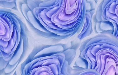 Floral  blue  background..  Flower petals close-up. Nature.