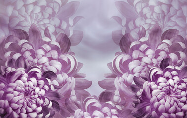 Flora blue background.. Flowers chrysanthemum petals close-up. Nature.