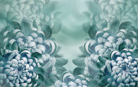 Floral light turquoise  background.. Flowers chrysanthemum petals close-up. Nature.