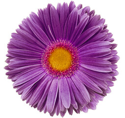 gerbera flower  violet.   isolated on a white background. No shadows with clipping path. Close-up. Nature.