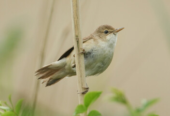 A Reed Warbler, Acrocephalus scirpaceus, perching on a reed growing at the edge of a lake in spring.