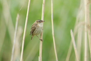 A cute baby Sedge Warbler, Acrocephalus schoenobaenus, perching on a reed at the edge of a lake. 