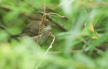 A cute recently fledged baby Blackcap, Sylvia atricapilla, sitting amongst the leaves of a willow tree. It is waiting for its parents to come back with food and feed it.