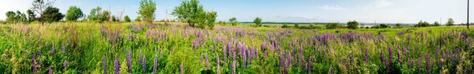 Fototapeta na wymiar Bouquet of lupine summer flower background. Lupine fields with pink, purple and blue flowers. Beautiful wildlife, sunny summer. Panorama of blue flowers