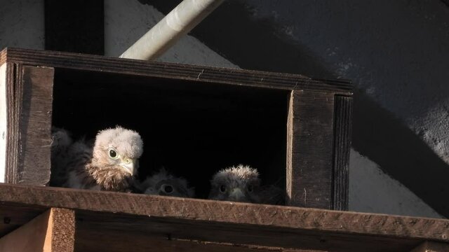 Turmfalke (Falco tinnunculus) 