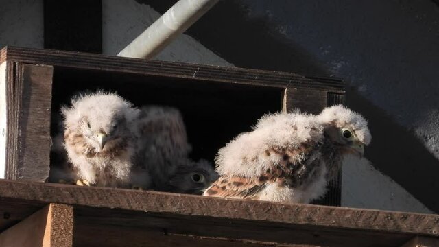 Turmfalke (Falco tinnunculus) 