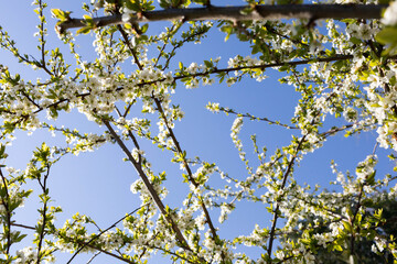 The plum tree in the spring is often showered with a million white flowers.