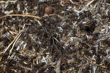 a lot of ants in a skid around the nest