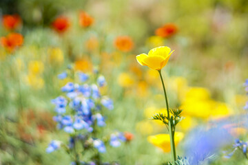 yellow flower in the meadow