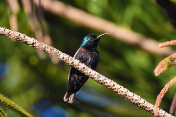 Purple sunbird on the tree branch.