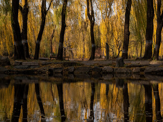 Reflection of golden leaves on water, signifying the end of fall