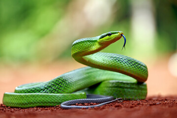 gonyosoma oxycephalum, green rat snakes