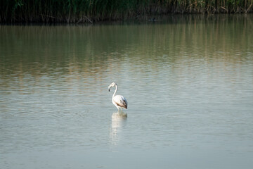 Naklejka na ściany i meble Flamingos eating in a lagoon