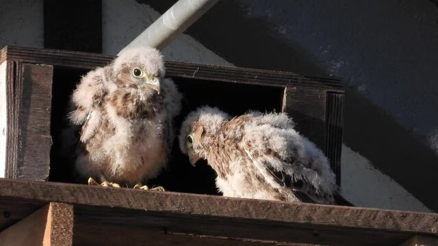 Turmfalke (Falco tinnunculus) 