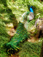 Obraz premium Peacock with vibrant blue head and shimmering green body feathers