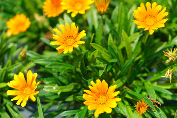 Close up of Gazania flowers.