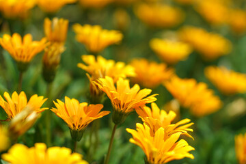 Close up of Gazania flowers.