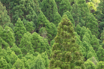 杉林をバックに1本の杉の木