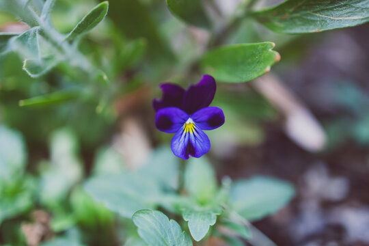 close-up of pansey plant outdoor