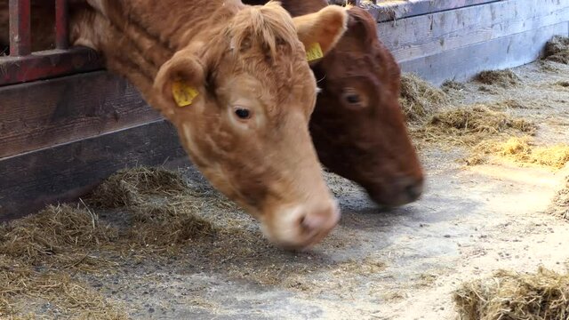 Cattle eating silage grass through a gate in a shed at a farm 