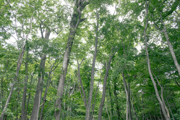 野幌森林公園の風景（Scenery of Nopporo Forest Park）