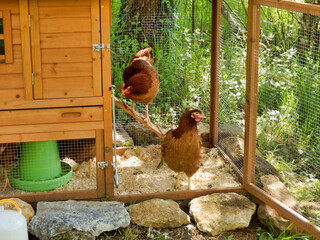 Chickens leaving the coop to go free range