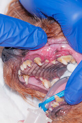 A lot of tartar/calculus dental in the dog on teeth (concept veterinary stomatology)