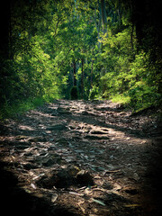 pathway into the dense forest