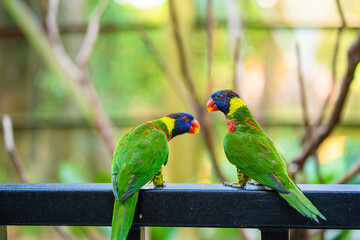Rainbow Lorikeet parrots in a green park. Bird park, wildlife