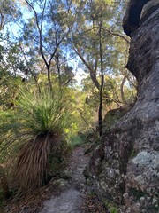 rocky cliffs in a  forest