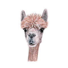 Watercolor illustration of a funny llama alpaca Hand made character. Portrait cute lama isolated on white background. Watercolor hand-drawn illustration.  © Valeria