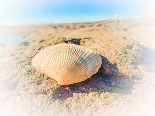 seashells on the sea shore