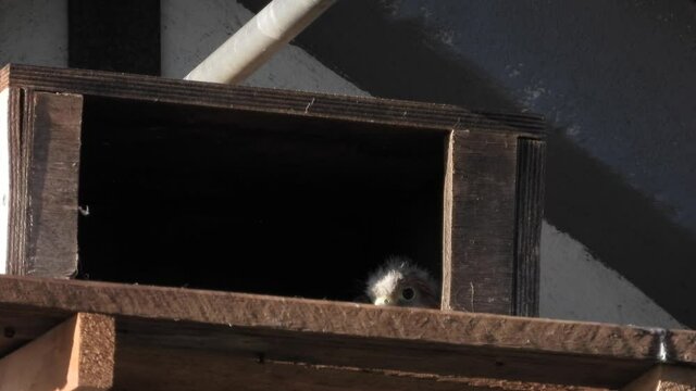 Turmfalke (Falco tinnunculus) 