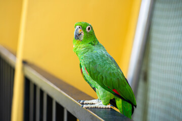 Green parrot close-up portrait. Bird park, wildlife