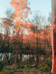 Trees with autumn colors around a clear lake