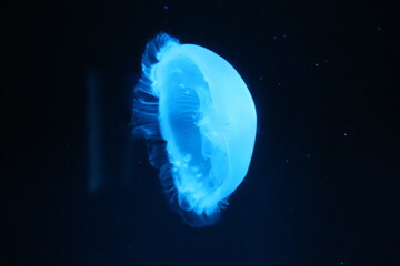 jelly fish in the sea