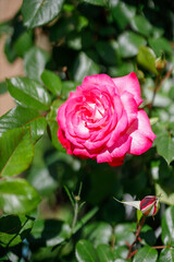 薔薇園に咲くピンクと白が美しい日本原産の薔薇「聖火」