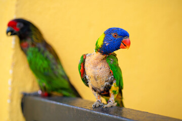 Mating games Rainbow Lorikeet. A faded parrot sticks to a female