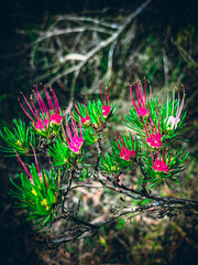 Wild bush flowers growing in the forest