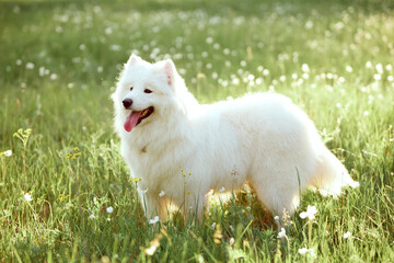 Cute white Samoyed dog in the park