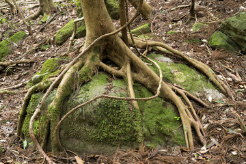 石を掴むように張った木の根