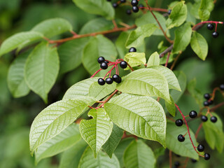 (Prunus padus) Schöner Zierbaum mit kleine Trauben von glänzenden schwarzen Beeren aus Gewöhnliche Traubenkirsche