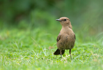 beautiful Closeup of Brown rock chat in garden