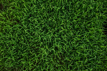 Plant or grass and green background