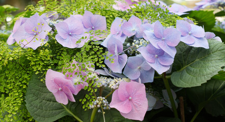 Hydrangea serrata flowers. Pure purple and pink flowers. Fresh vivid  green leaves. 