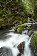 森の中を流れる清流