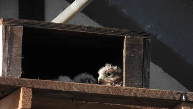 Turmfalke (Falco tinnunculus) 